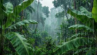 Lluvia Relajante en el Bosque 🌧️ Dormir Profundamente y Relajante Curativa Del Estrés