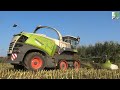 New Claas Jaguar 990TT - New Claas Orbis 900  / Mais silage 2020