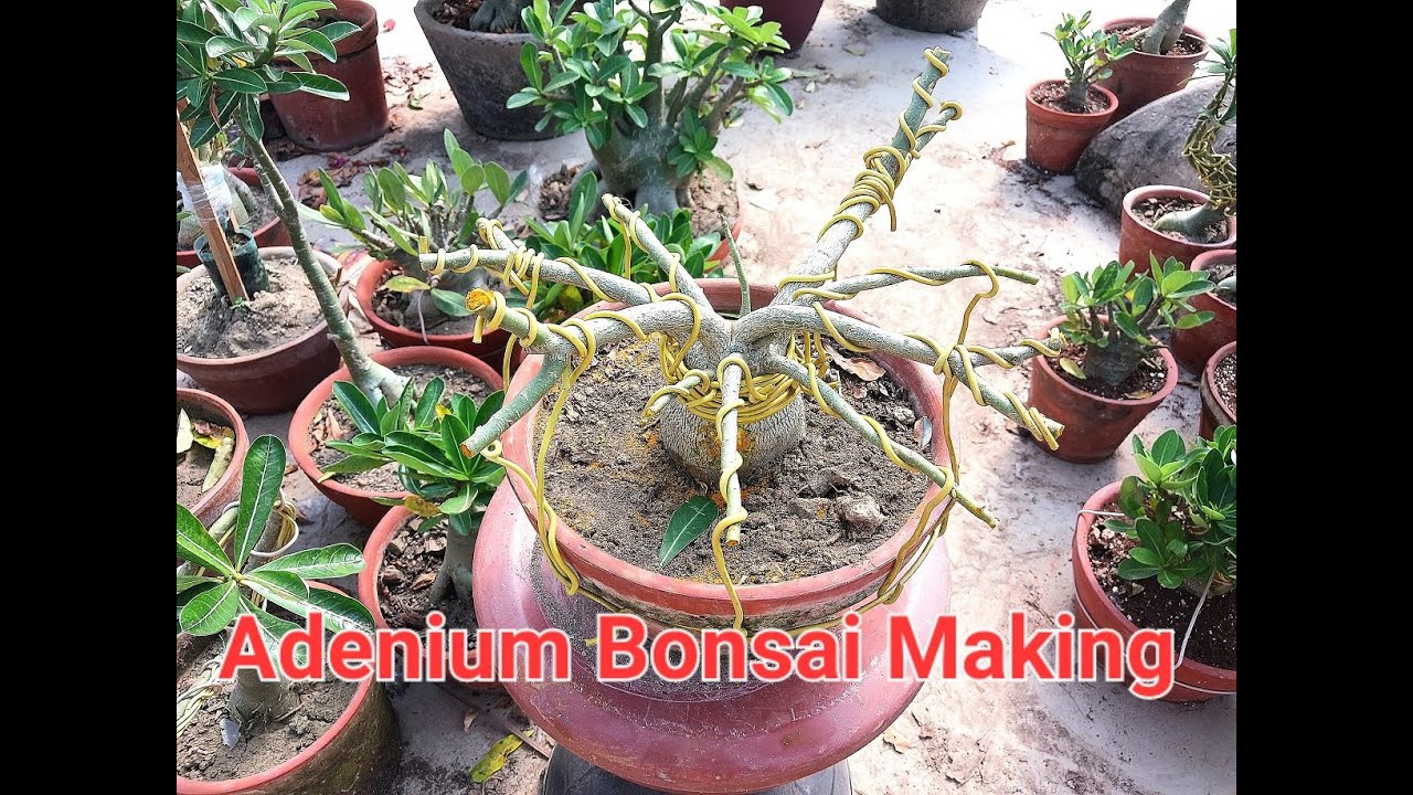 Adenium Bonsai Making Adenium Ka Bonsai Kaise Banaye Adenium