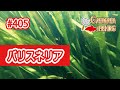 バリスネリア（セキショウモの仲間）アクアプランツ水草シリーズ！
