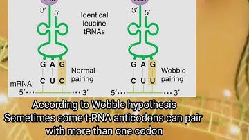 Wobble hypothesis | Biochemistry | protein synthesis | Codon and anti-codon |
