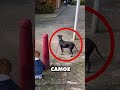 Собака устала ждать животные Собака устала ждать животные