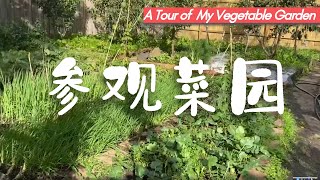 有机蔬菜超好种！抗疫情后院种菜之请参观深秋的菜园（V4）