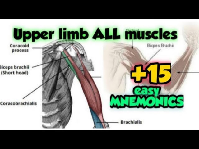 upper limb all muscles mnemonics, upper limb muscles explained