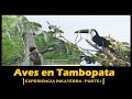 Aves y fauna amaznica parte i  reserva ecologica inkaterra  tambopata per