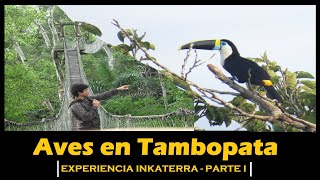 Aves y fauna amazónica Parte I / Reserva Ecologica Inkaterra - Tambopata (Perú)