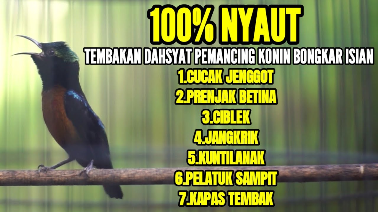 MASTERAN KONIN PALING AMPUH FULL TEMBAKAN KAPAS TEMBAK CIBLEK KUNTILANAK CUCAK JENGGOT