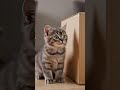 📦 Tiny Kitten vs The Mystery Box!
