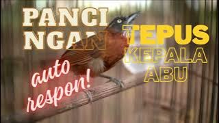 Pancingan tepus kepala abu//masteran//murai batu masteran