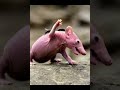 COMPILATION CONTES