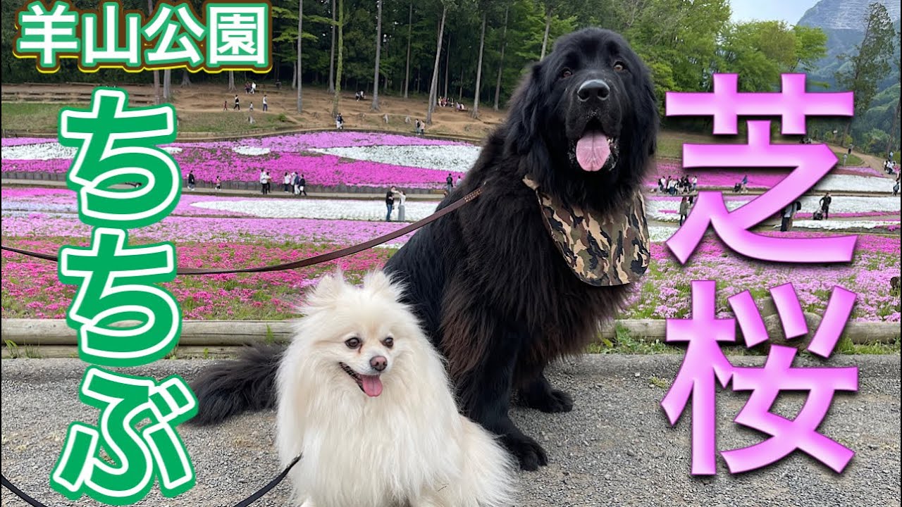 秩父 羊山公園の芝桜 犬連れでも大丈夫 Moss Phlox Lawn Cherry Blossom Hitsujiyama Park ニューファンドランド 超大型犬 大型犬 多頭飼い 保護犬 Youtube