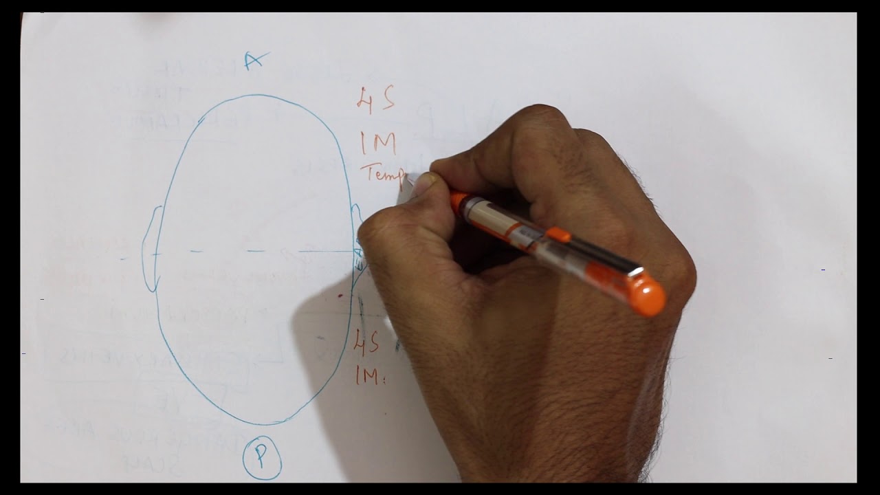 Scalp Basic Features Neurovascular Supply And Lymphatic Drainage