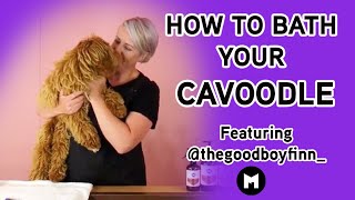 Bathing your cavoodle
