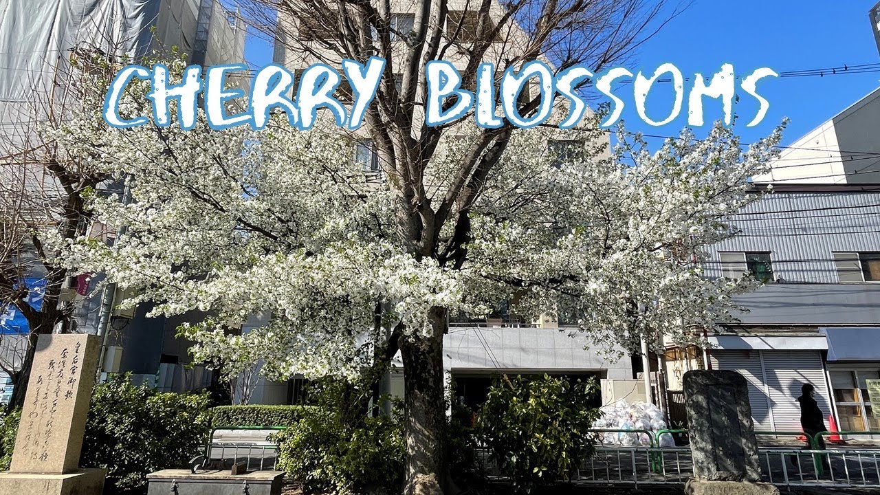 Vlog] Miyanaka Park with Cherry Blossoms | Tokyo Sightseeing