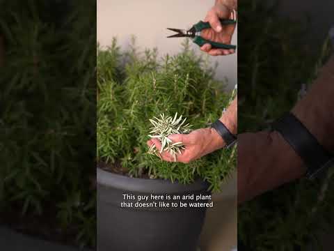 Video: Cold Hardy Rosemary: Zone 5 Gardens İçin Biberiye Çeşitleri