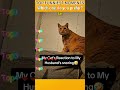 Funniest AnimalsMoments#funnyanimals #animalcomedy #dog#funny#funnyanimals#funnypets#animals