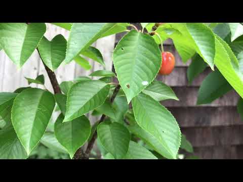 Cherries fruits trees at my backyard#ទស្សនាកំសាន្តនិងការសំគាល់នៃលក្ខណៈរបស់ដើមឈើរី