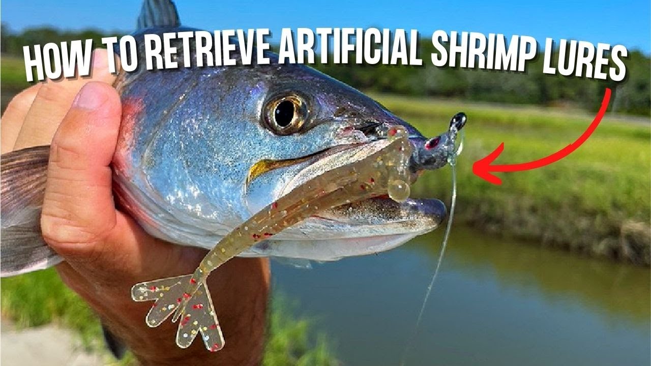 How To Retrieve An Artificial Shrimp Lure (To Catch More Inshore Fish) 