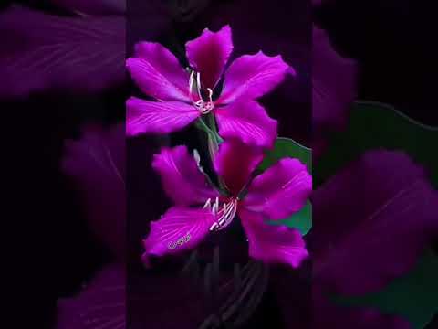 عندك شك سيد مكاوي