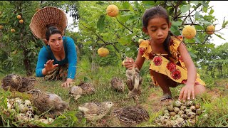 Catch many quail and pick a lot egg in forest- Cooking quail crispy for lunch eating delicious