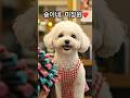 헤어디자이너 숑이?!! 예고편🐶✂️ #cute #비숑쿠킹 #bichonfrise #shorts