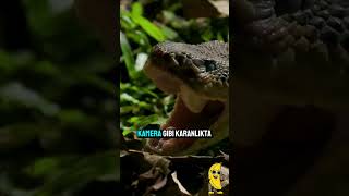 Bu Yılanlar Gözsüz Bile Avlarını Görebiliyor