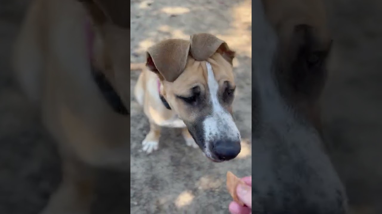 ARCHIE - Jackson County Animal Shelter