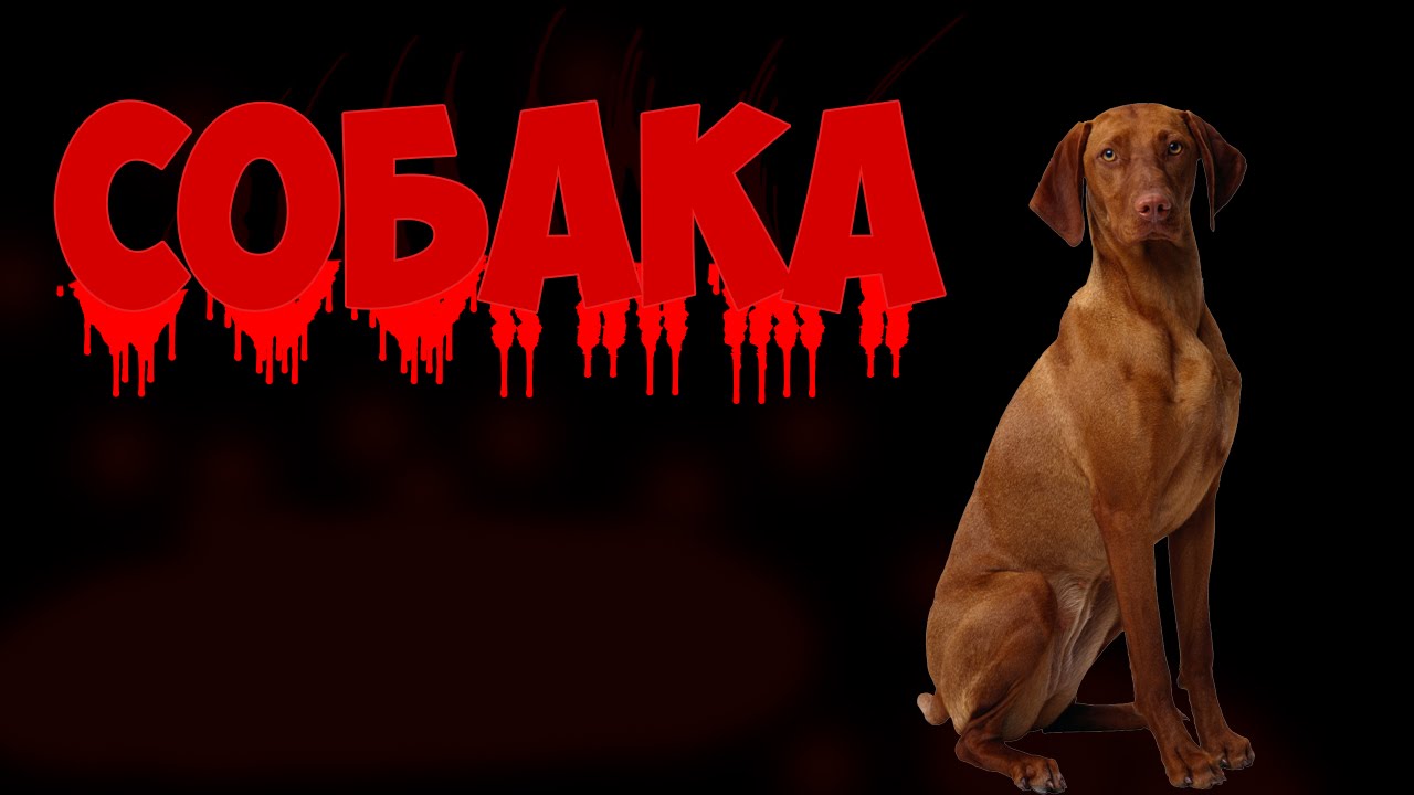 Ютуб собачье. Ютуб собачье