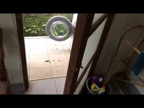 DEADLY BALI SNAKE FOUND IN MY UNDERWEAR!!!!