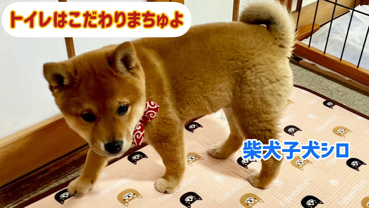 柴犬子犬のシロ 男は黙ってトイレは外派 Www Youtube