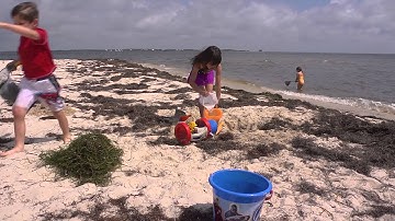 What is coastal wrack?