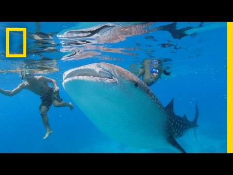 Are Whale Sharks Fast Swimmers?