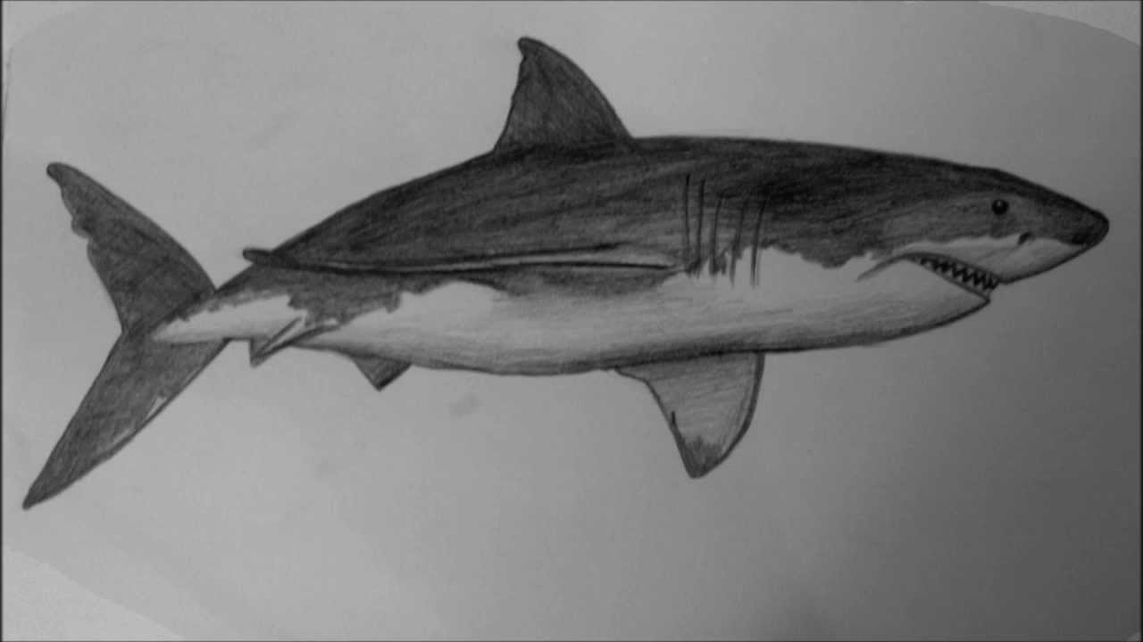 How to draw a white shark HD - YouTube