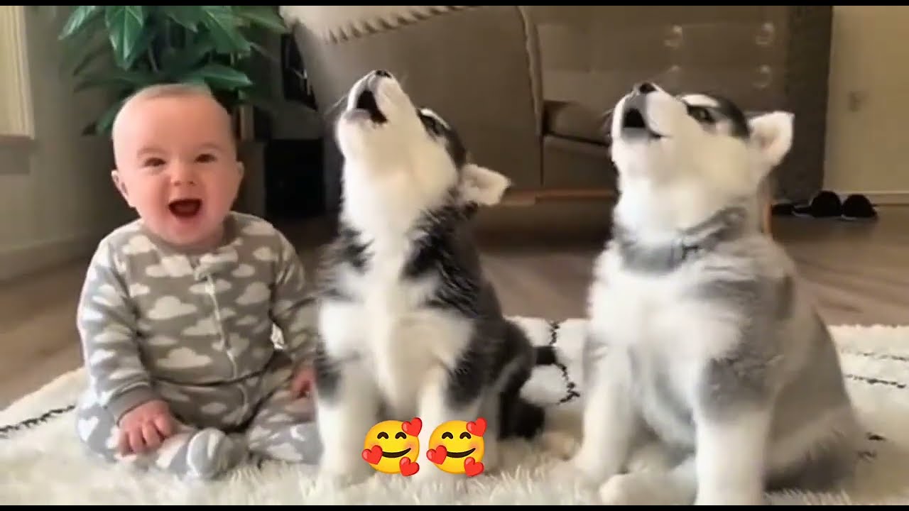 Heartwarming Love: Baby & Husky Puppies Bonding Moments That Melt Hearts 😂🐶❤️