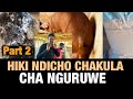 HIKI NDO CHA KULA CHA NGURUWE KITAKACHO KUPATIA MATOKEO MAZURI SANA HIKI NDO CHA KULA CHA NGURUWE KITAKACHO KUPATIA MATOKEO MAZURI SANA