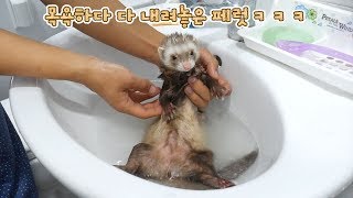 Ferret reaction to the first bathing? : Bathe the ferret