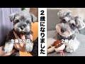 【ご報告】ティノがお姉ちゃんになります!とパピーからの成長記録【シュナウザー】