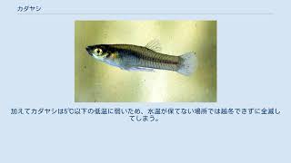 カダヤシ Youtube