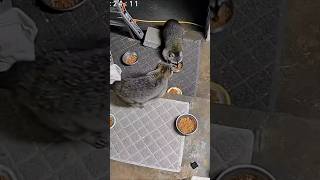 It Must Be The Best Bowl If You Want It They All Have Same Thing