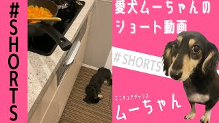 【ミニチュアダックス】キッチンで料理中、横でぐーたらする愛犬 #shorts