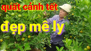 quất tết đẹp mê ly | quất cảnh đẹp phục quất tết 2021 | AlibabaHchannel