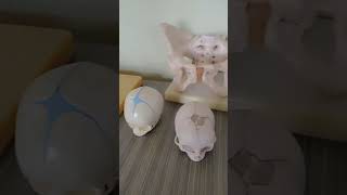 MCH lab 🕊️#medico #trendingshorts #shorts #internationallyeducatednurse #nurselife #youtube