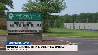 Live Upstate animal shelter nearing capacity Sky View