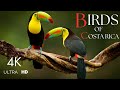 Birdwatching in costa rica 4k  