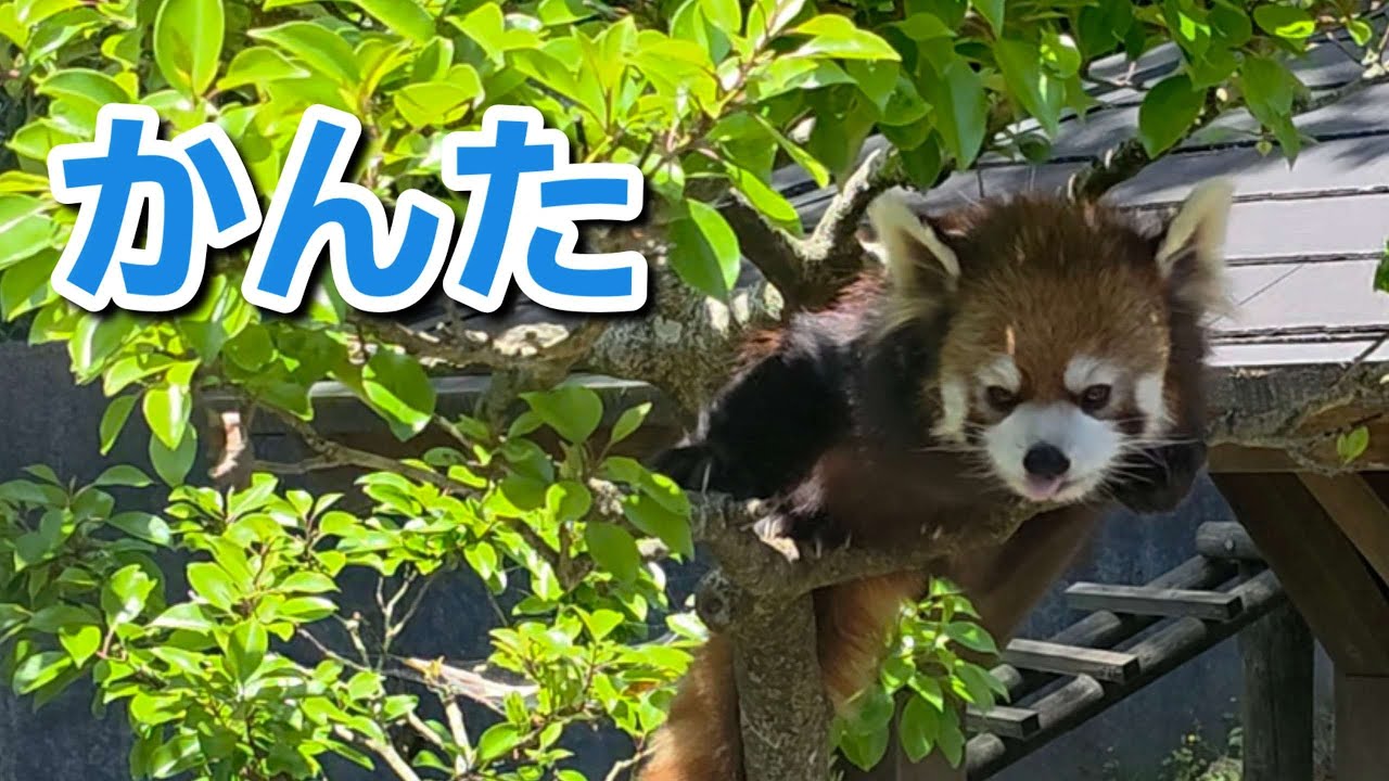 パンダ Kanta the red panda whose face has changed due to molting, and