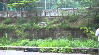 GAUI EP425 STD 亂飛
