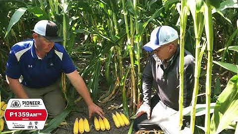 2020 Test Plot Tour: Corn Yield by Population, P1359AM