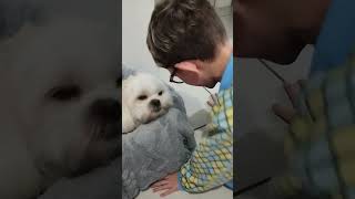 Mais um dia tranquilo#lhasaapso #lhasalovers #dogshorts #dog#lovedogs #dublagemdeboche