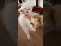 ياواخد قوتى يا ناوى على موتى 