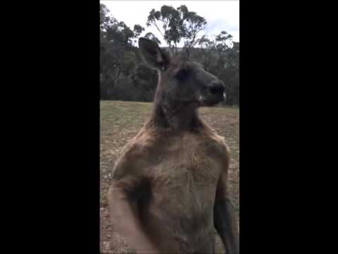 Wideo: Kangury Atakują żądnych Selfie Turystów W Australii